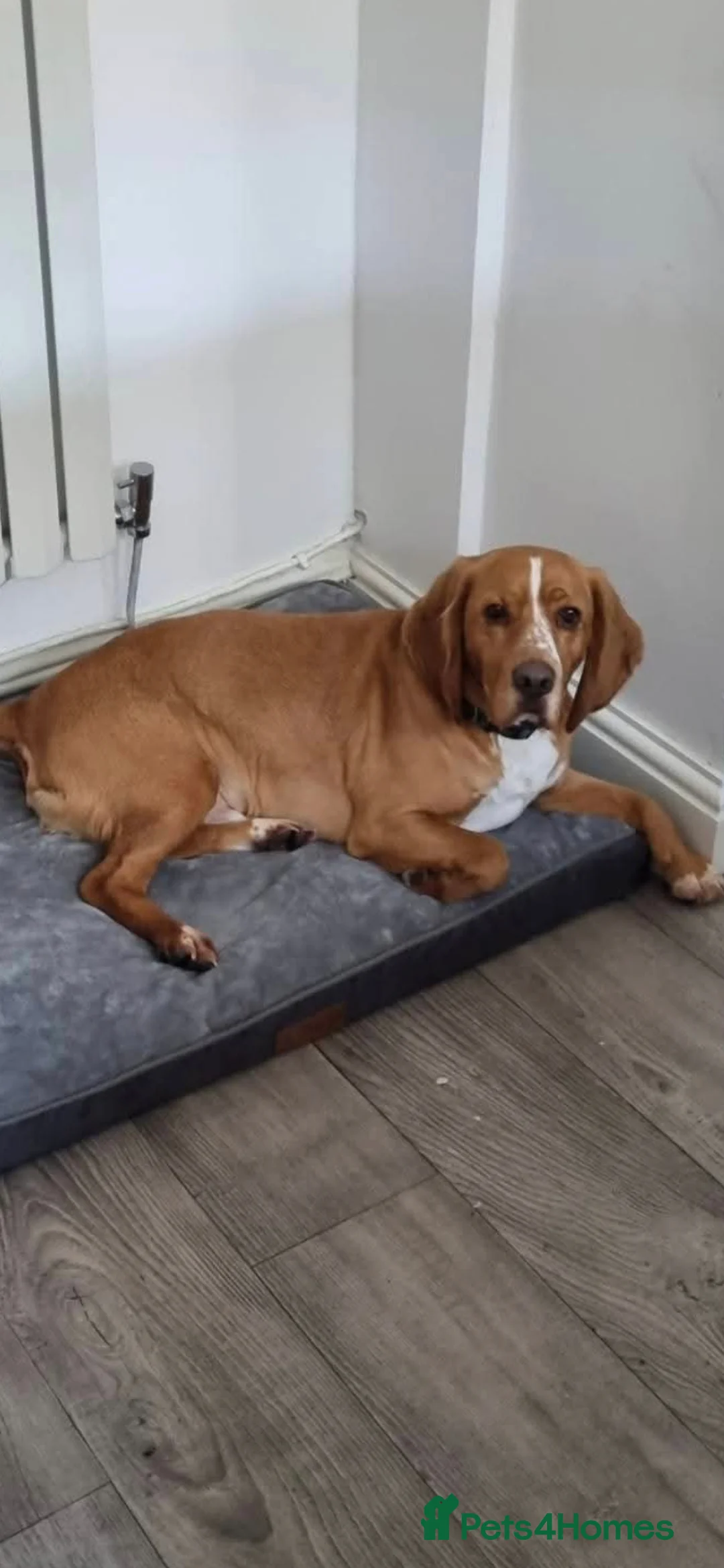 Bocker dogs for sale: Alan the Bocker - Advert 1