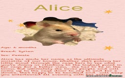 Hamster rodents for sale: Hamsters for adoption  - Image 6