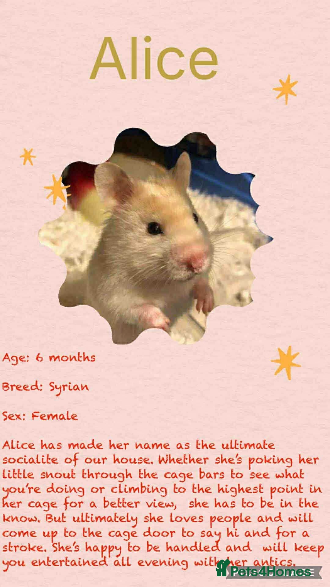 Hamster rodents for sale: Hamsters for adoption  - Image 6