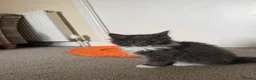 Mixed Breed cats for sale: Ragcoon Kitten - Advert 10