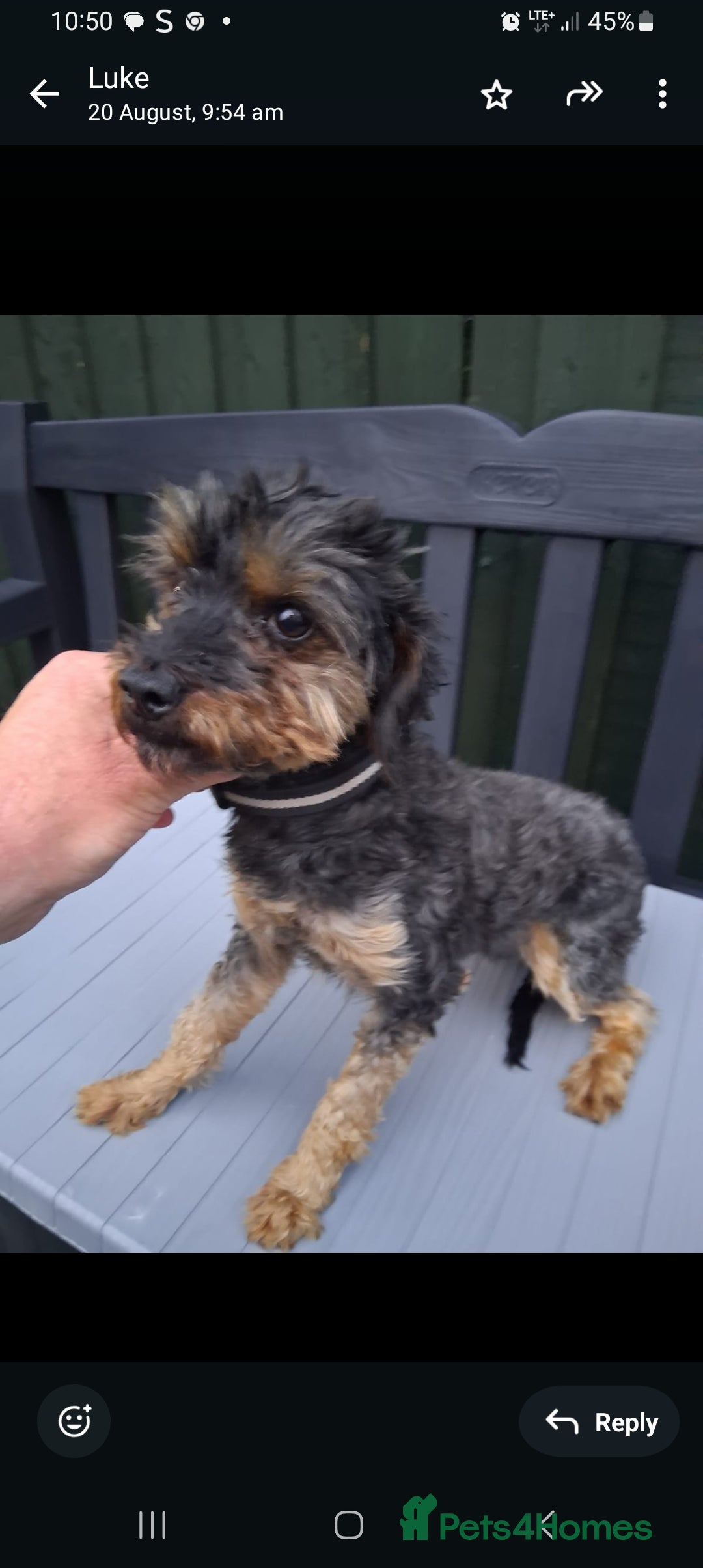 Yorkiepoo dogs for sale: Biewer yorkiepoo  - Image 2