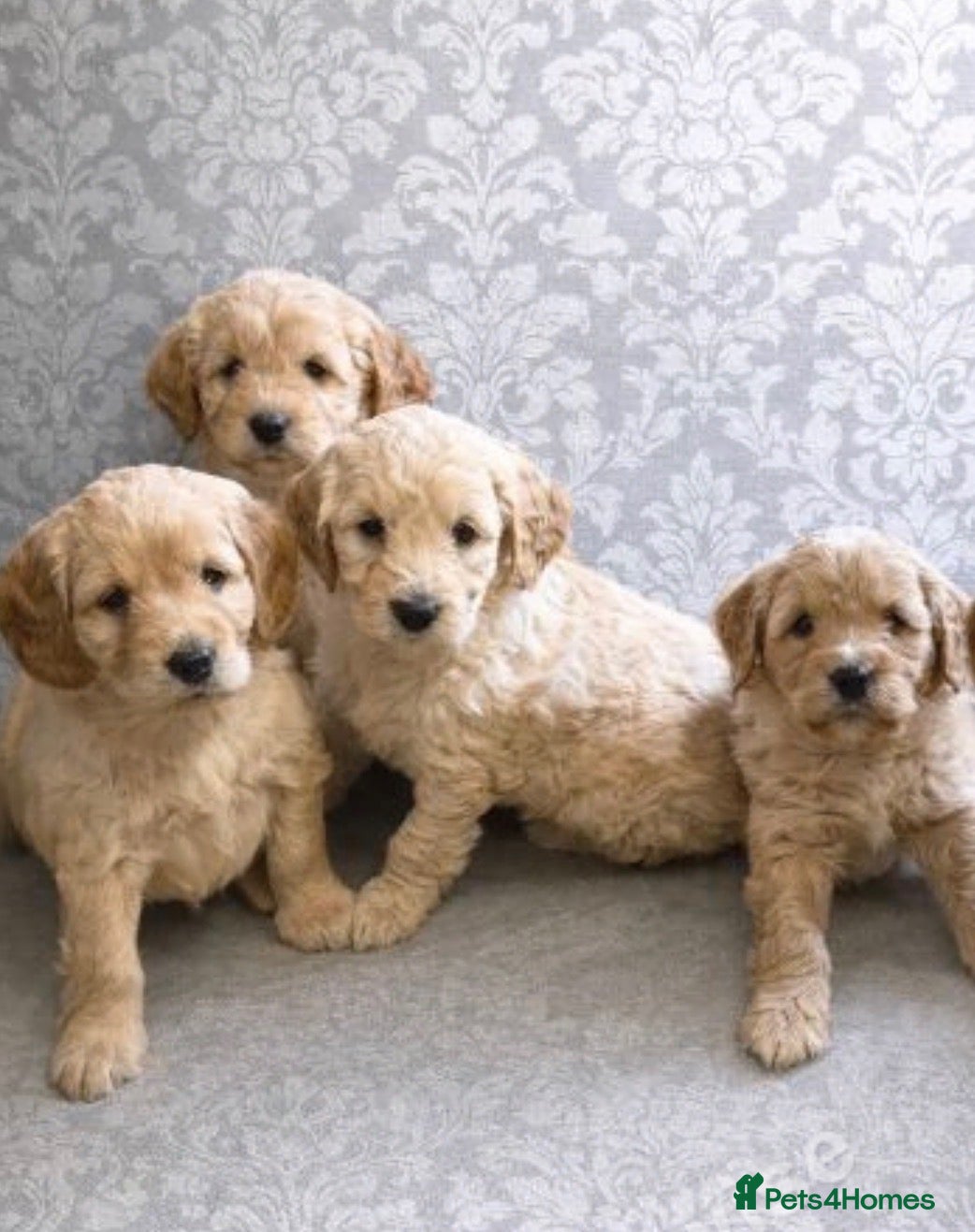 Mini Goldendoodle dogs Lovely Golden doodle puppies ready now  - Advert 1