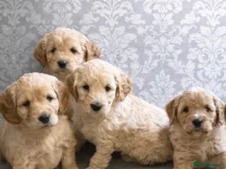 Mini Goldendoodle dogs Lovely Golden doodle puppies ready now - Advert 3