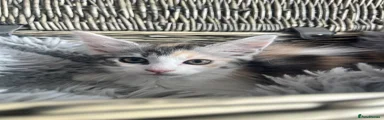 Mixed Breed Kitten 1