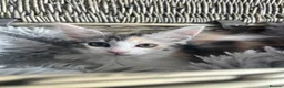 Mixed Breed cats for sale: Ragamuffin x Maine Coon Kittens For Sale - Advert 8