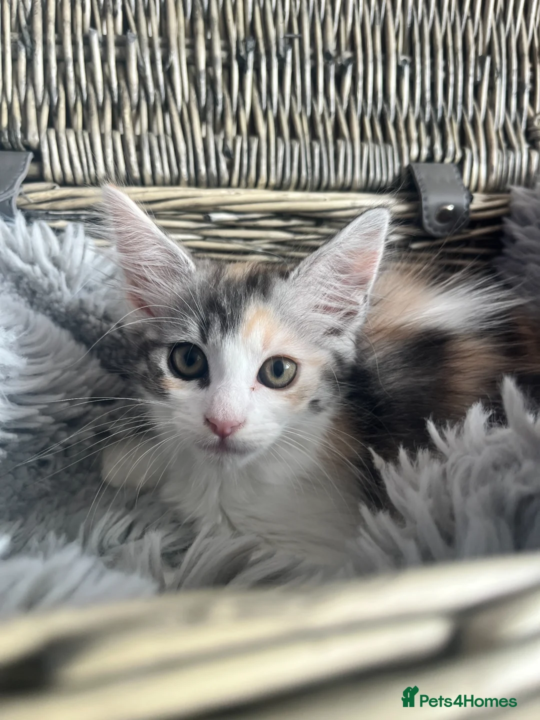 Mixed Breed cats for sale: Ragamuffin x Maine Coon Kittens For Sale - Advert 8