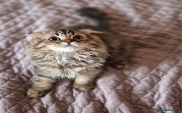Scottish Fold cats for sale: 2 boys left! TICA registered Scottish Fold - Image 15