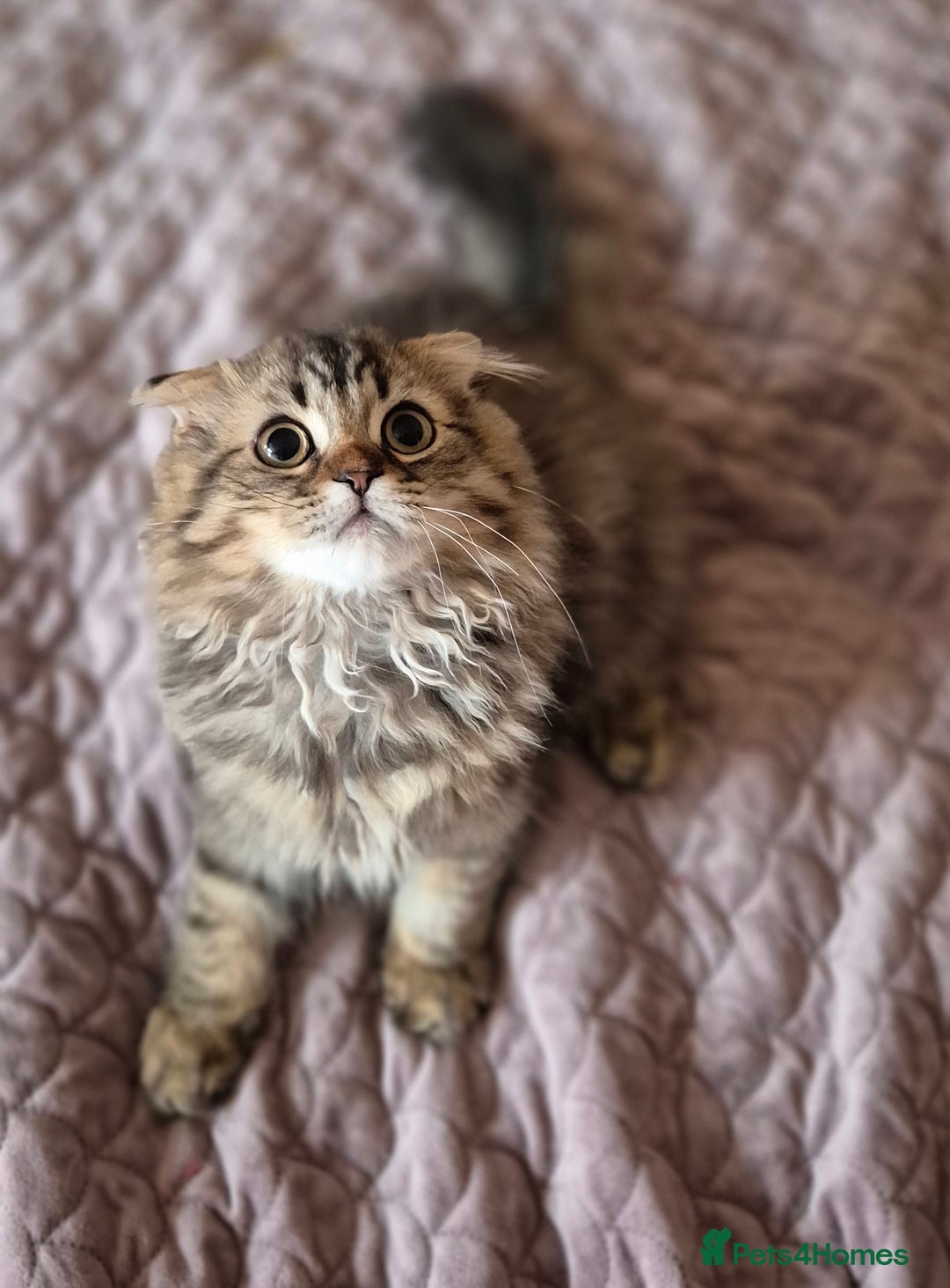 Scottish Fold cats for sale: 2 boys left! TICA registered Scottish Fold - Image 15
