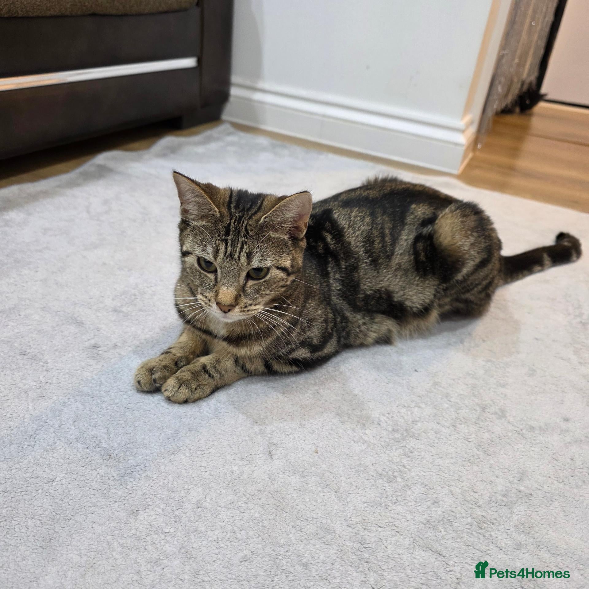 Mixed Breed cats Friendly and Playful 2-Year-Old Tabby Cat - Advert 1