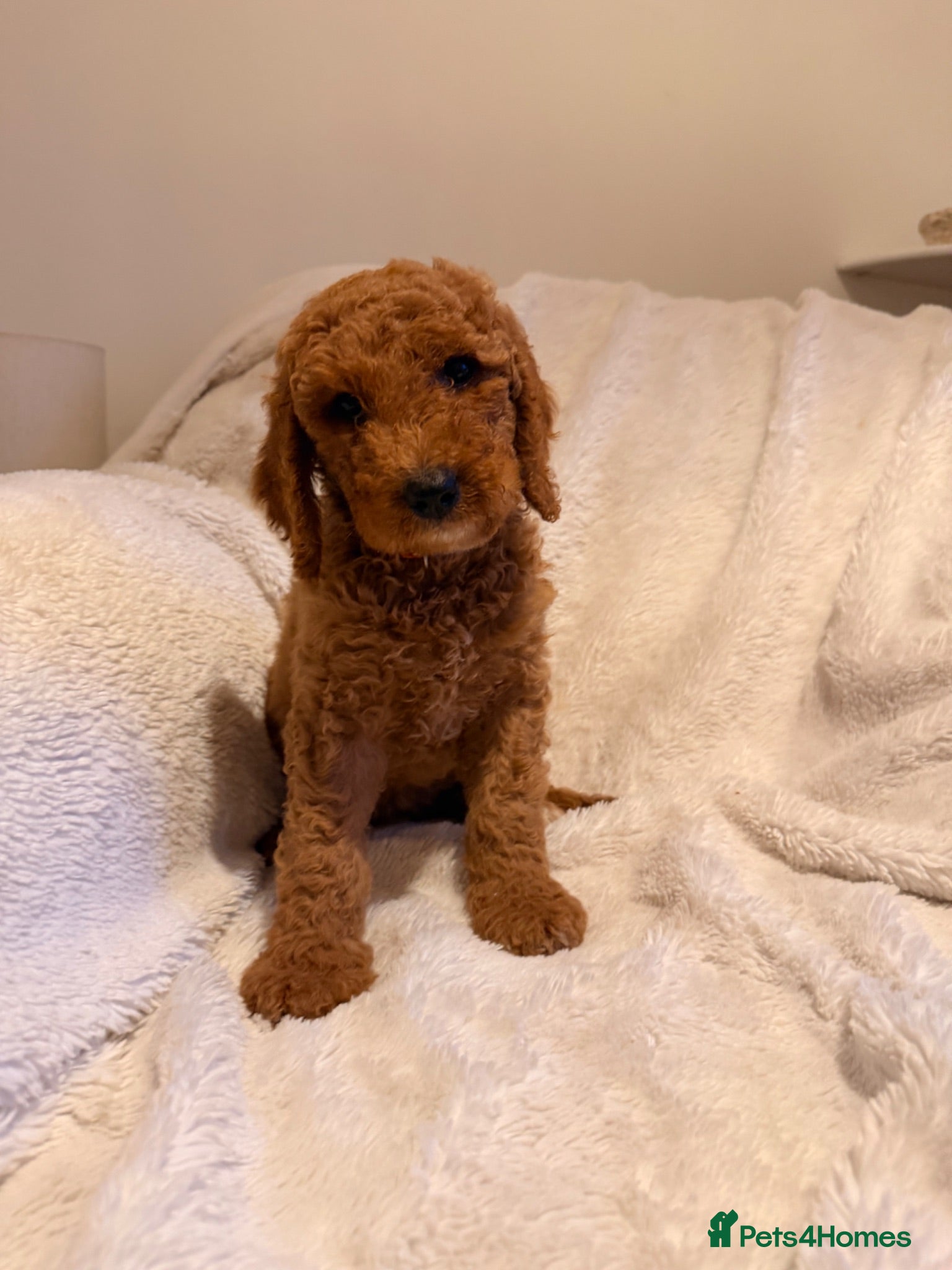 Mini Goldendoodle dogs 1 GIRL !! AUSTRALIAN DOODLES HEALTH TESTED🐾  - Advert 7