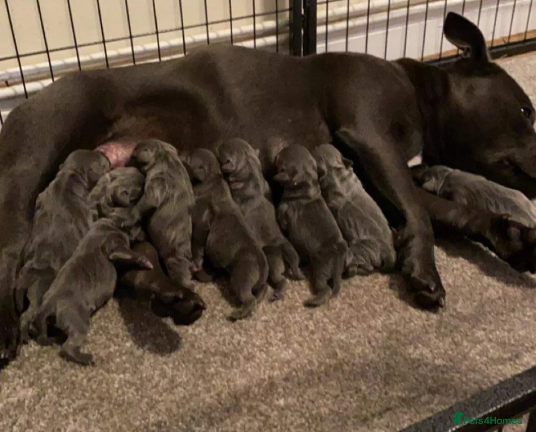 Staffordshire Bull Terrier dogs for stud: UKs Best bloodlines Proven Stud  in Swansea - Advert 17