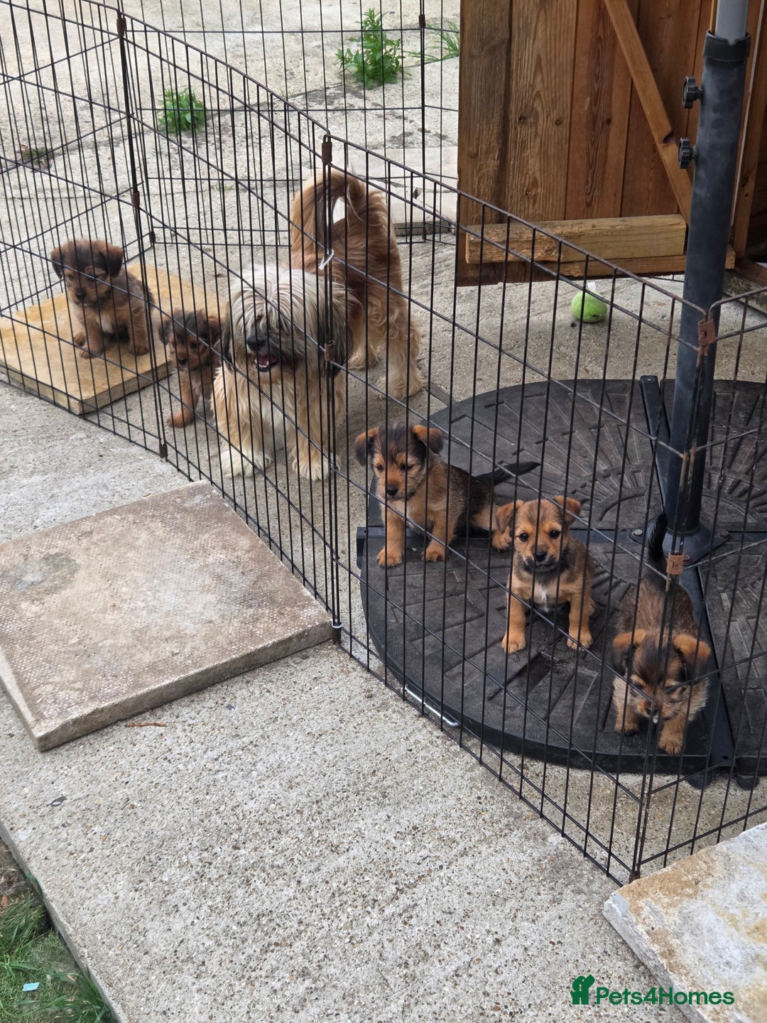 Shorkie dogs for sale: Shorkie puppys - Image 1