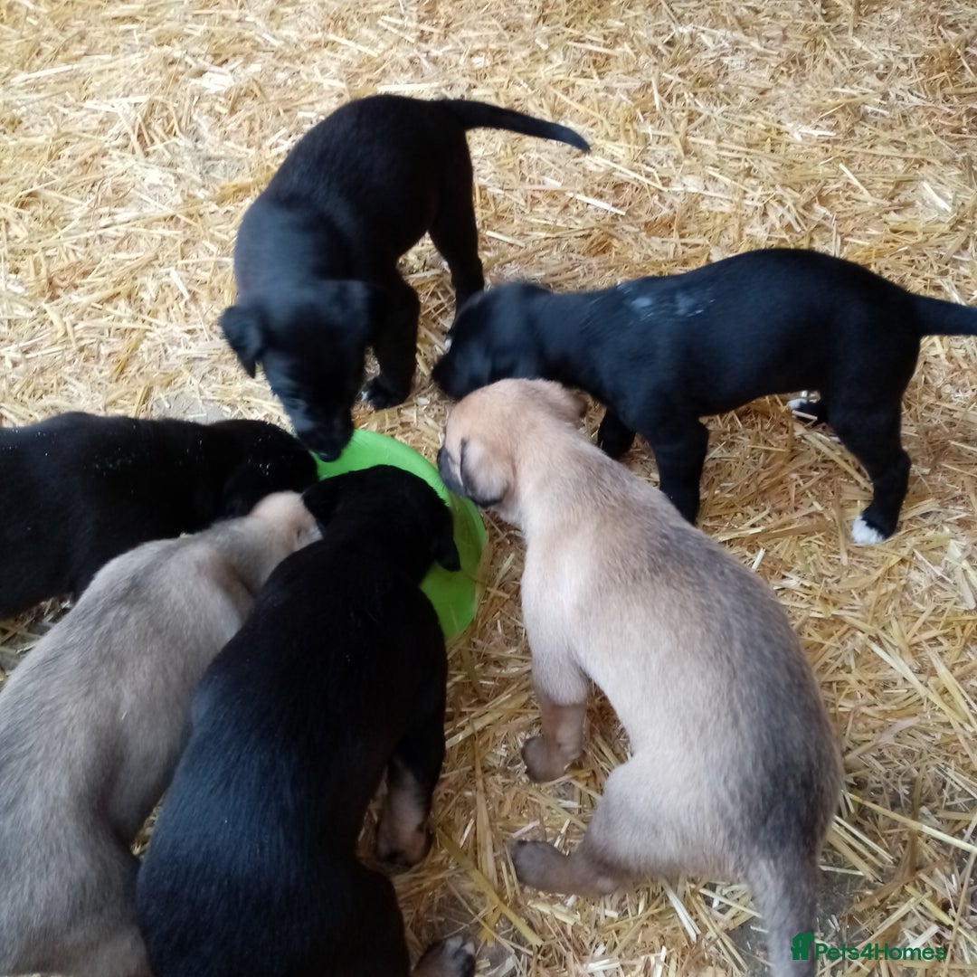 Lurcher dogs for sale: Bedlington greyhound whippet pups  - Advert 4