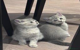 British Shorthair cats for sale: Reduced price! 1 BSH pedigree ready to leave now - Image 11