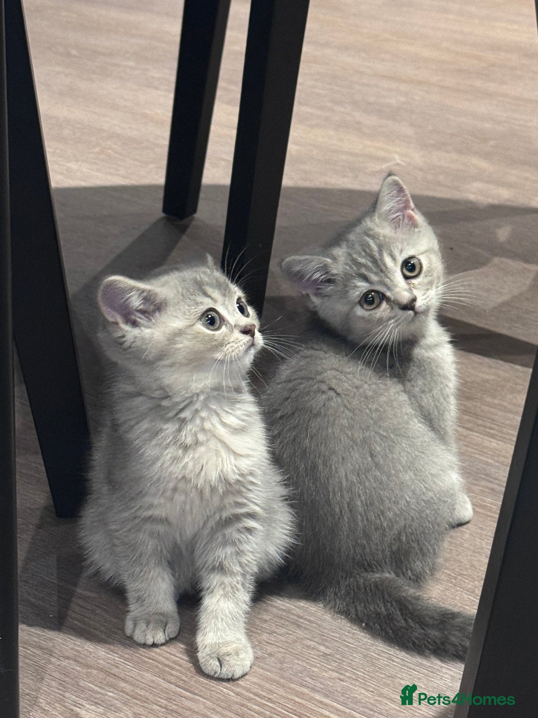 British Shorthair cats for sale: Reduced price! 1 BSH pedigree ready to leave now - Image 11