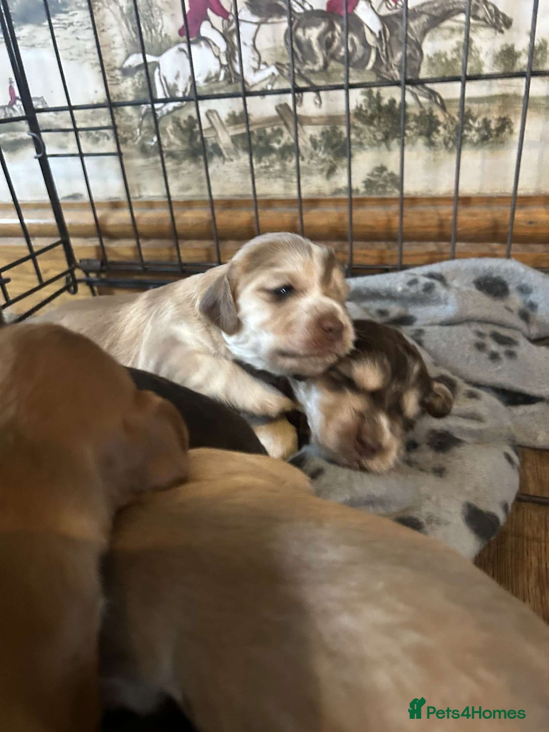 Cocker Spaniel dogs for sale: Cocker spaniel puppies for sale.  - Image 8