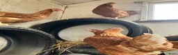 Chickens poultry for sale: Point of lay hens for sale  - Advert 7