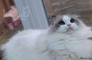 Ragdoll cats TICA 6 years old former breeding queen - Advert 9