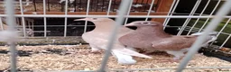 Pigeons birds for sale: Racing pigeon for sale  in Manchester - Advert 5