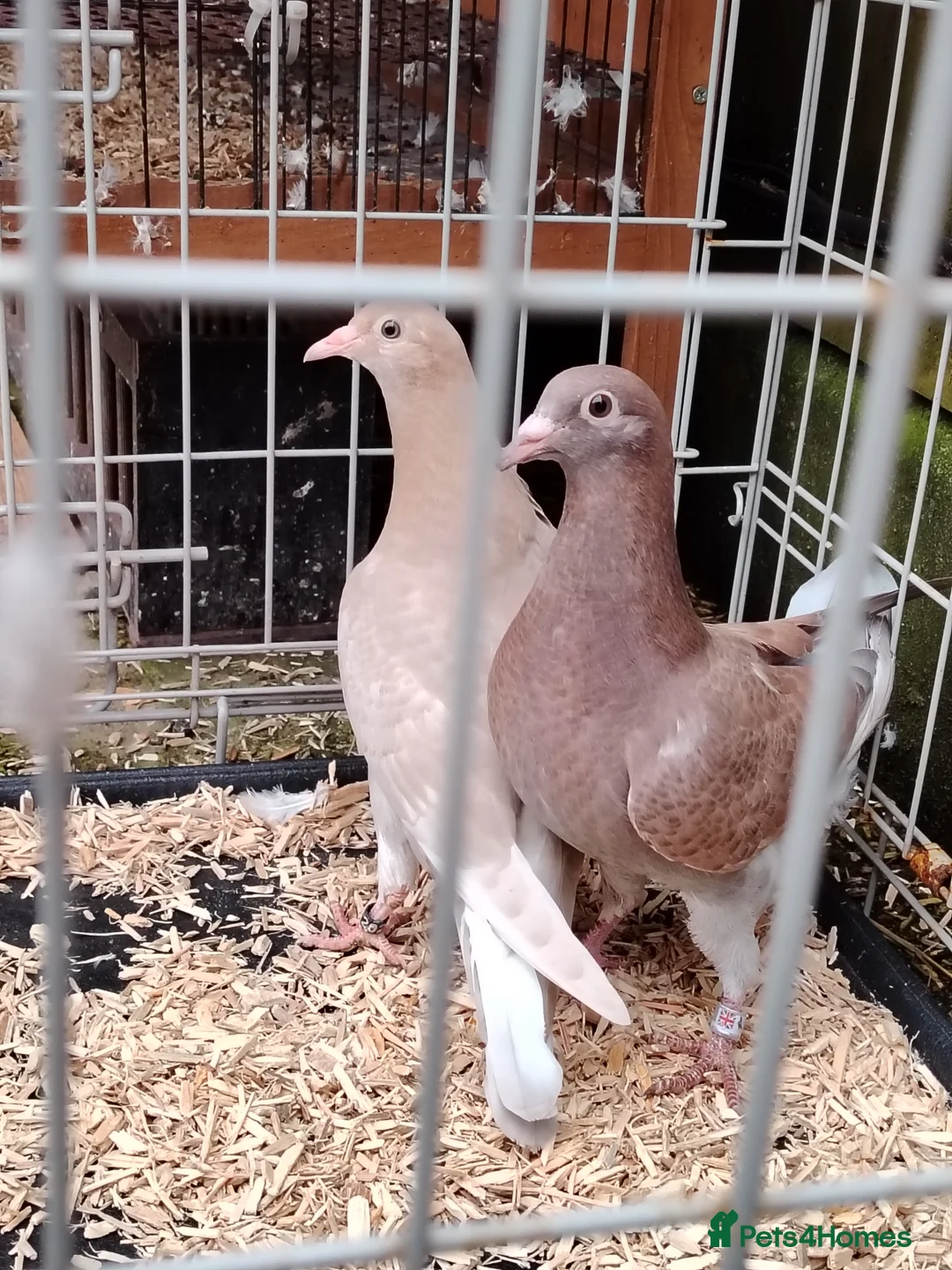 Pigeons birds for sale: Racing pigeon for sale  in Manchester - Advert 5