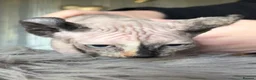 Sphynx cats for sale: **Ready Now** Last baby girl left - Advert 4