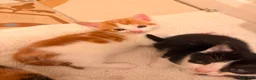 Mixed Breed cats for sale: 5 kittens  - Advert 5