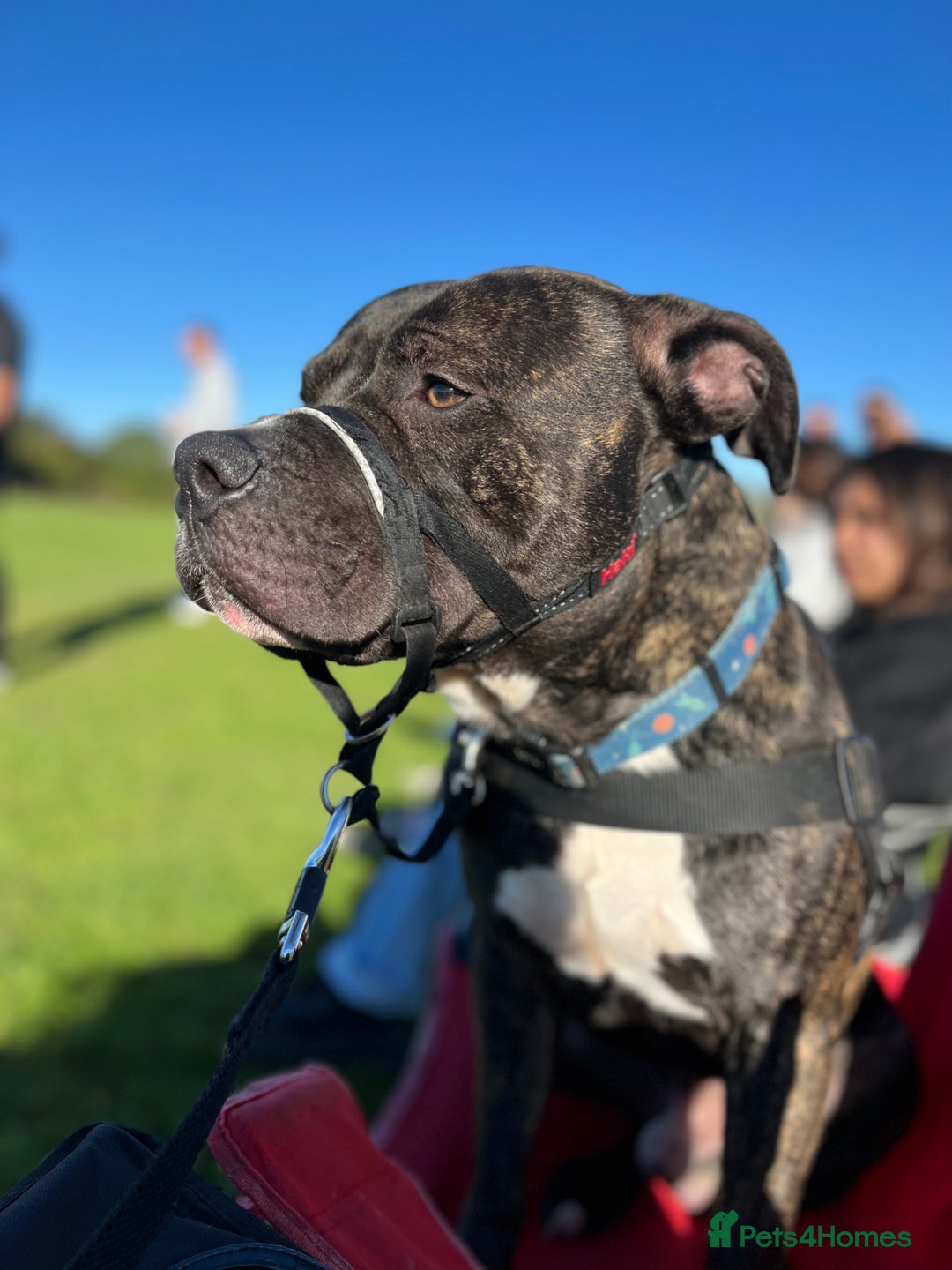 American Bull Staffy dogs for sale: 3 year old American Bull Staffy - Advert 7