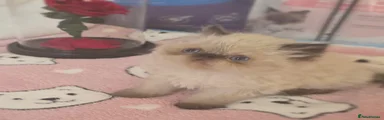 Persian Kitten 2