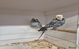 Budgerigars birds for sale: ANTHRACITE 2022 and 23 - Image 2