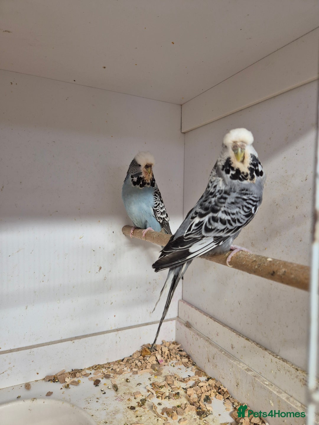 Budgerigars birds for sale: ANTHRACITE 2022 and 23 - Image 2