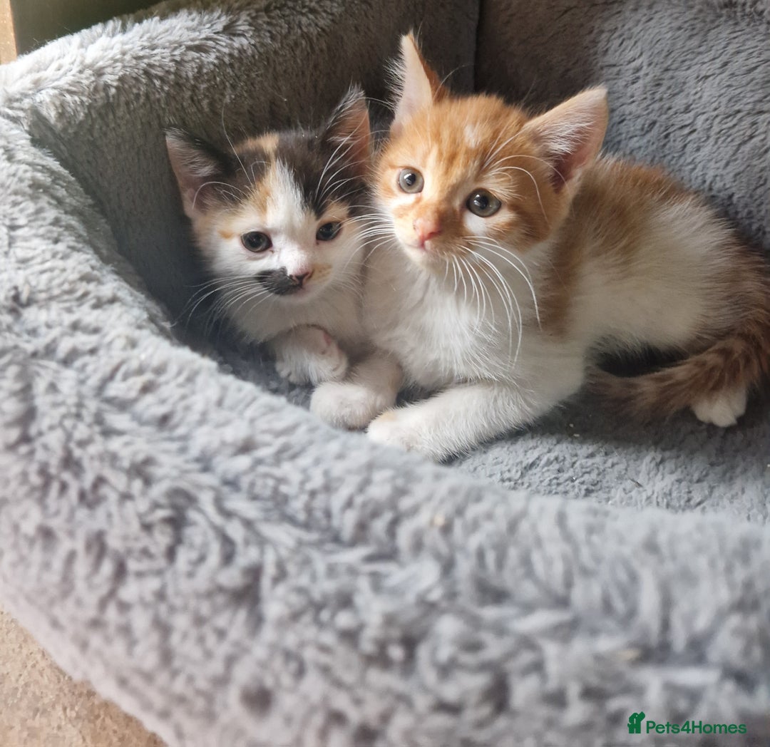 Mixed Breed cats for sale: Siberian cross ready to go!!! - Image 27