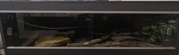Boa Snake reptiles for sale: Female boa  in Wolverhampton - Advert 2