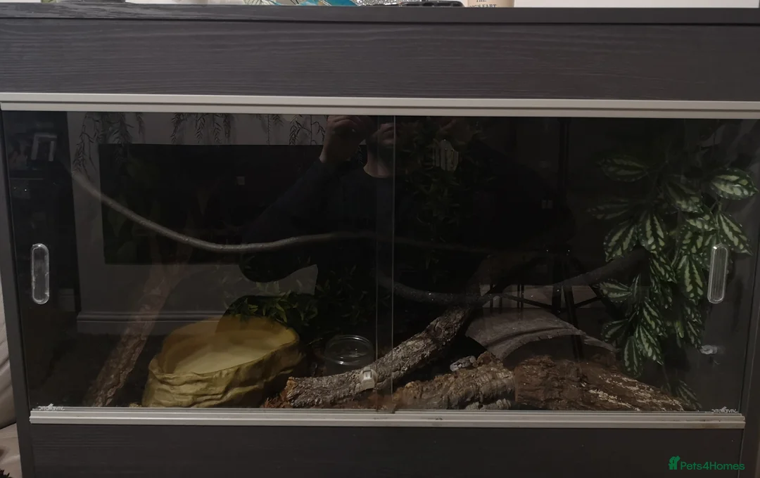 Boa Snake reptiles for sale: Female boa  in Wolverhampton - Advert 2