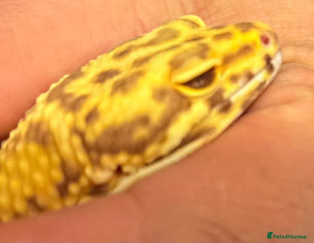 Leopard Gecko reptiles for sale: Leopard Gecko Group in Chelmsford - Advert 4