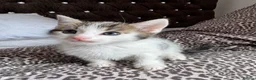 Mixed Breed cats for sale: Beautiful kittens looking for forever home  in Birmingham - Advert 8