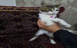 Bengal cats for sale: Bengal Kittens ( 14 WEEKS OLD )  - Image 12