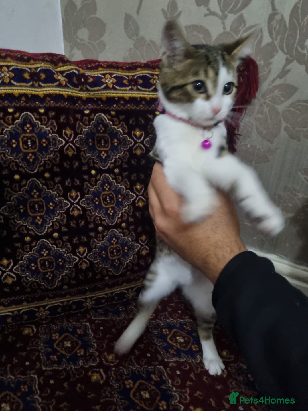 Bengal cats for sale: Bengal Kittens ( 14 WEEKS OLD )  - Image 12