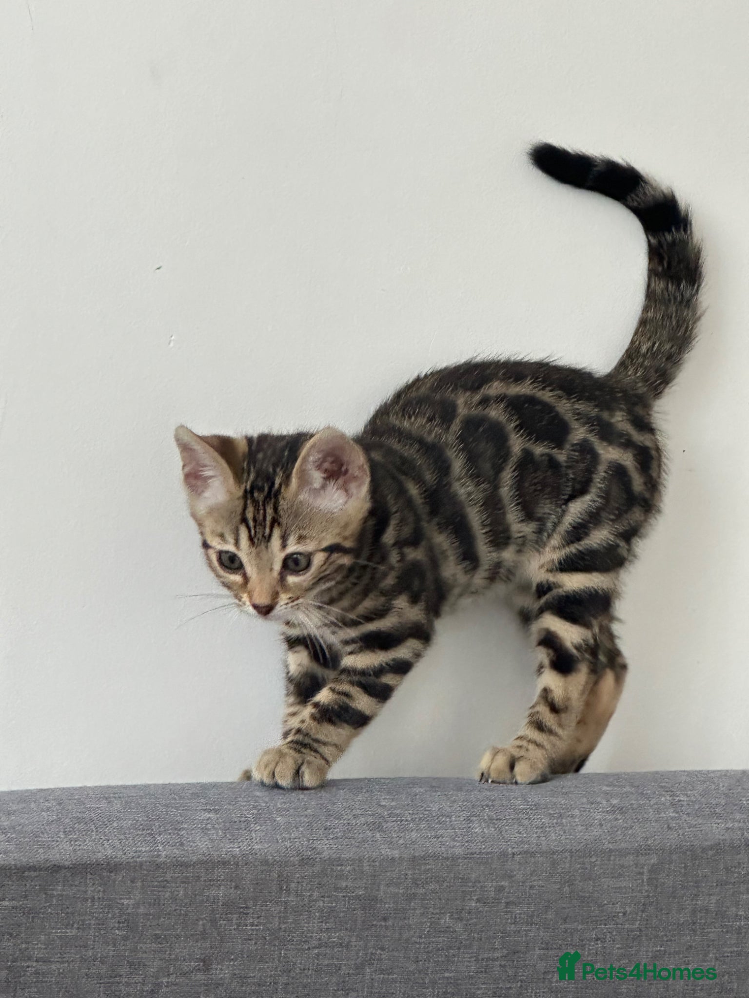 Bengal cats for sale: Bengal kittens for sale in Saffron Walden - Advert 13