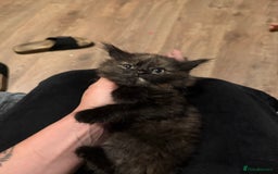 Mixed Breed cats for sale: Kittens  - Image 12