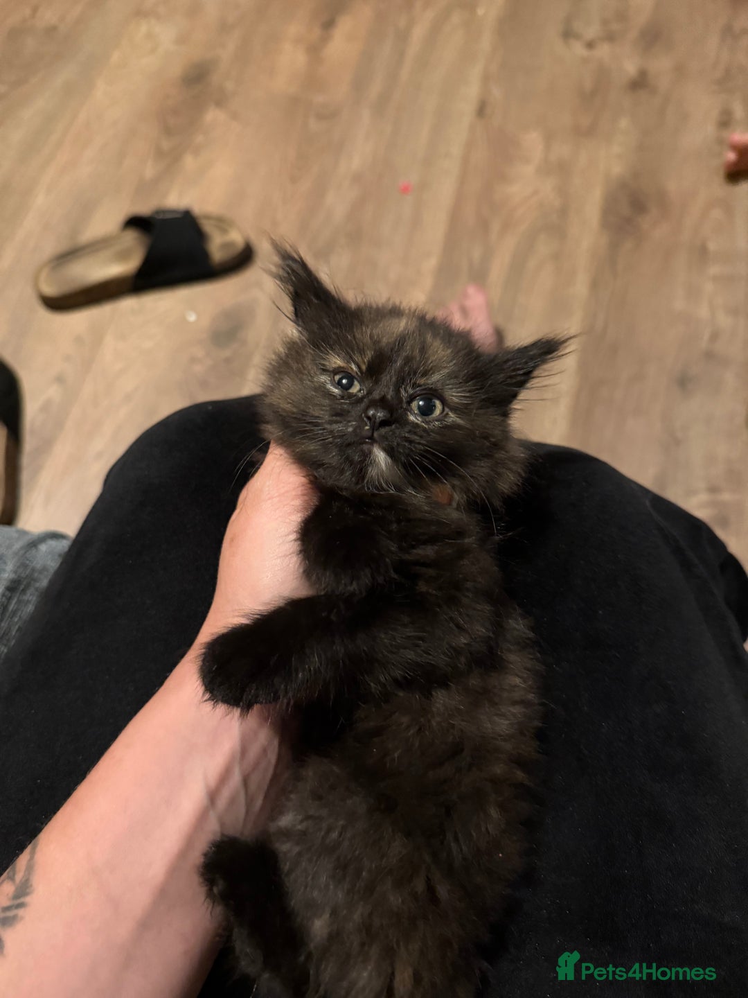 Mixed Breed cats for sale: Kittens  - Image 12