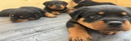 Rottweiler dogs for sale: Champion German Rottweiler Puppies - Advert 1