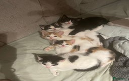 Mixed Breed cats for sale: 8 cute kittens for sale - 5 boys, 3 girls  - Image 19