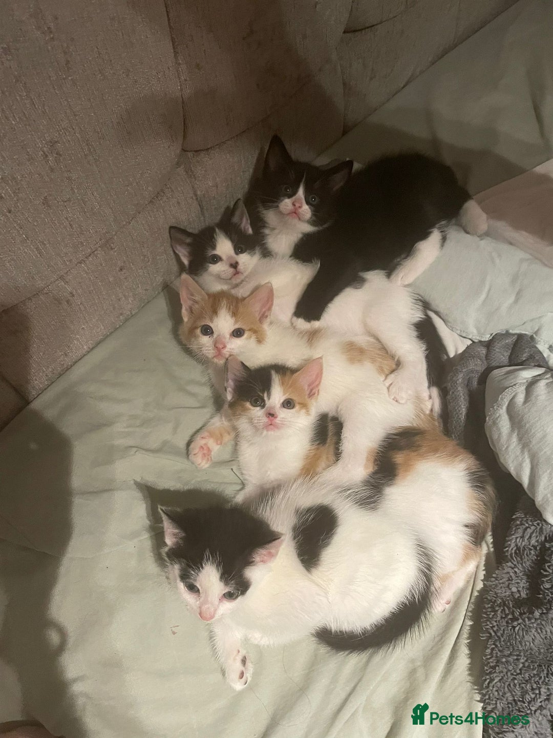 Mixed Breed cats for sale: 8 cute kittens for sale - 5 boys, 3 girls  - Image 19