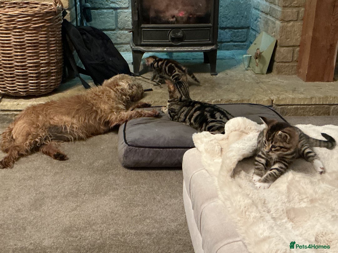 Mixed Breed cats for sale: Gorgeous tabby kittens - Advert 9