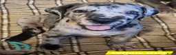 Great Dane dogs for sale: Exceptional pups, viewings welcome - Advert 20