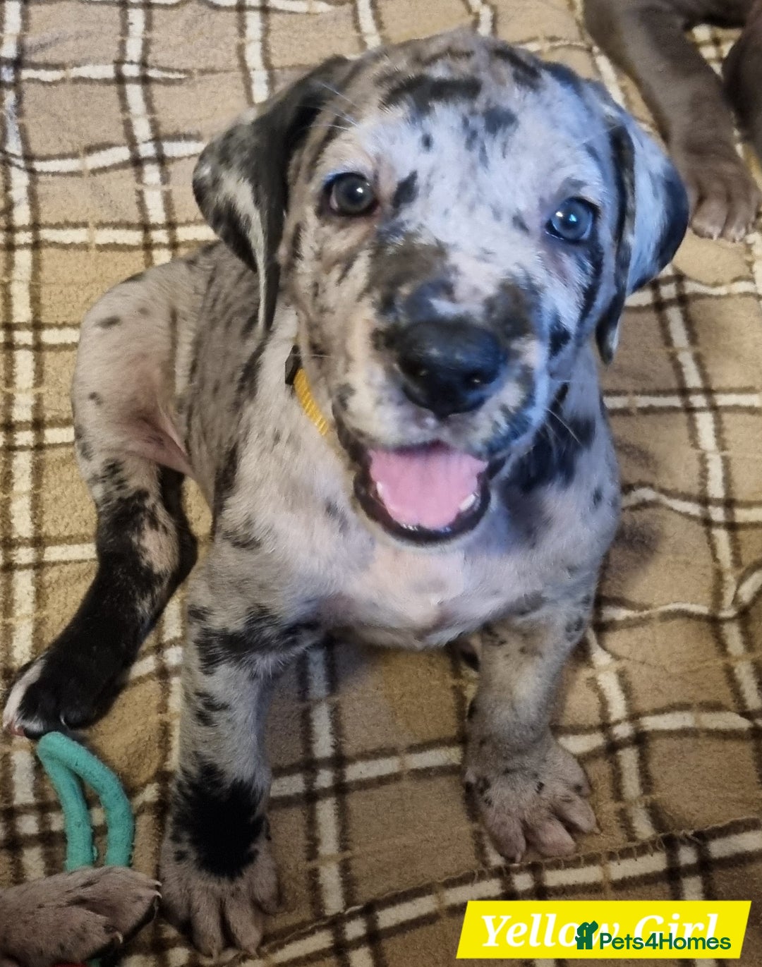 Great Dane dogs for sale: Exceptional pups, viewings welcome - Advert 20