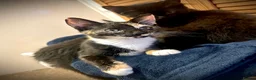 Mixed Breed cats for sale: Beautiful mixed breed kittens in Wolverhampton - Advert 3