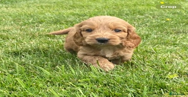 Cockapoo dogs - Advert 5
