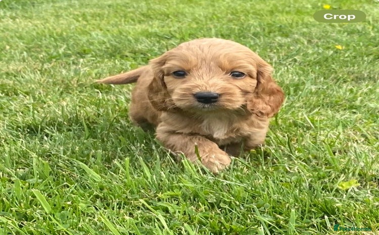 Cockapoo dogs - Advert 7