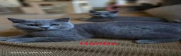 British Shorthair cats for sale: Beautiful GCCF BSH Kittens – Loving Forever Homes - Advert 12